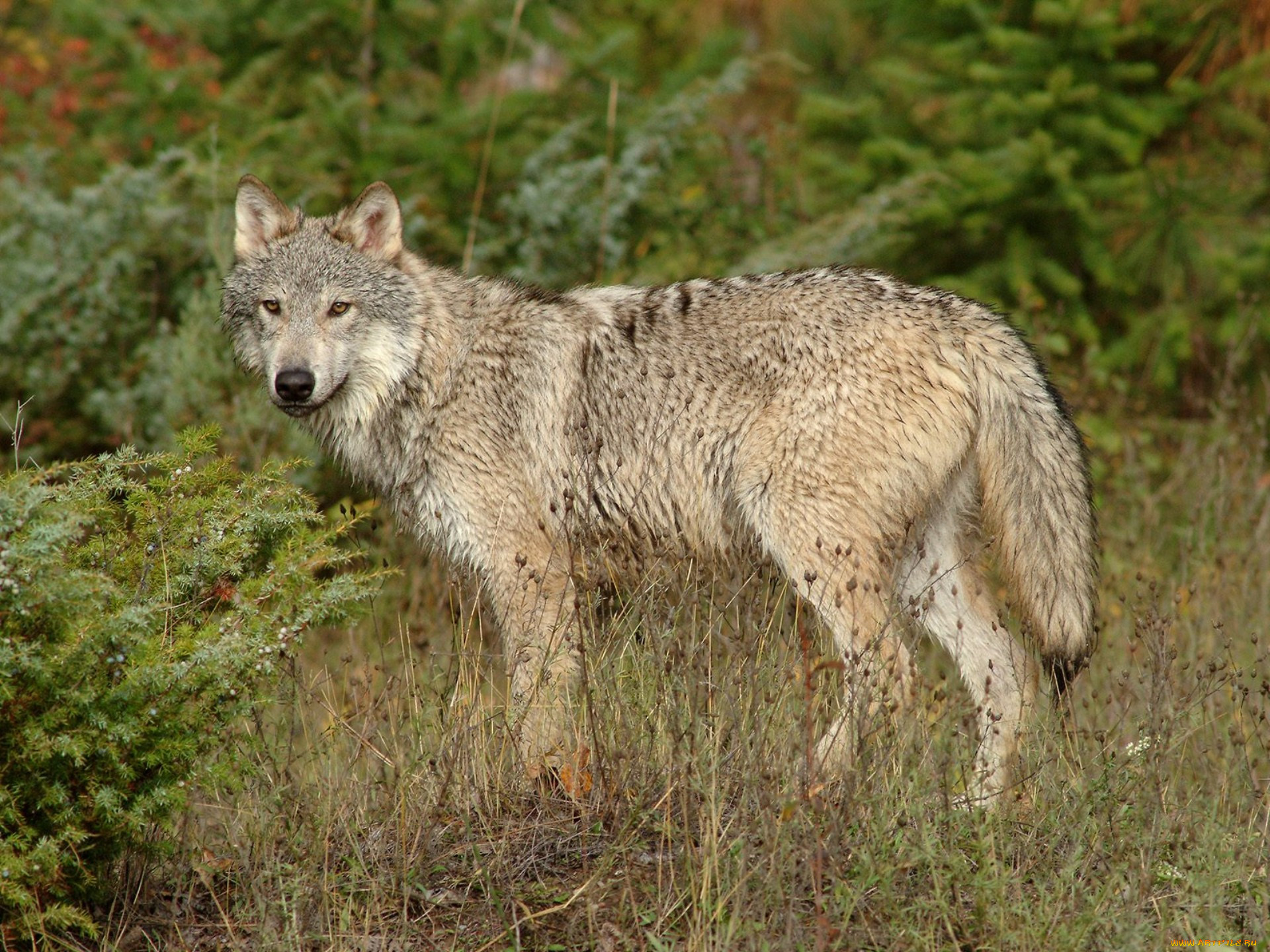 Дикие волки 3. «Серый волк» (Сары Буре). Волк серый обыкновенный. Волк Таганай. Дикие звери.
